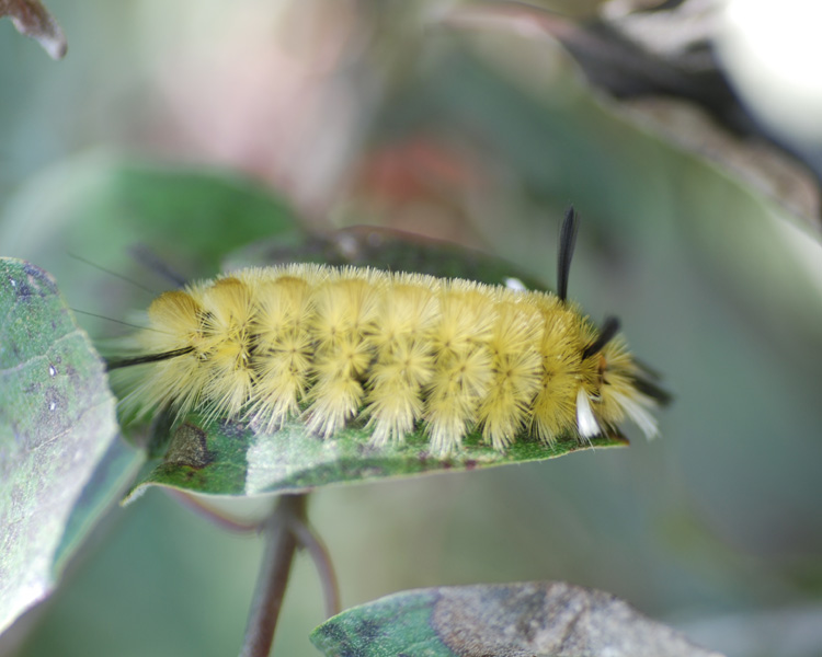 [banded+tussock+moth+caterpillar.jpg]