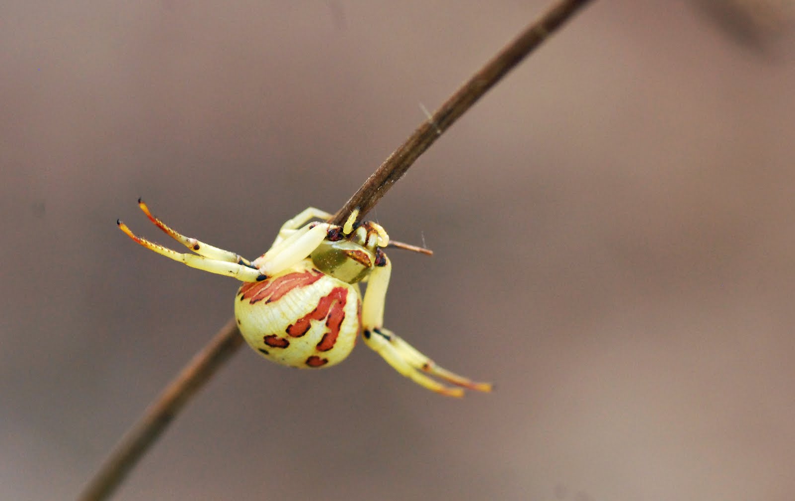 MObugs: Crab Spiders