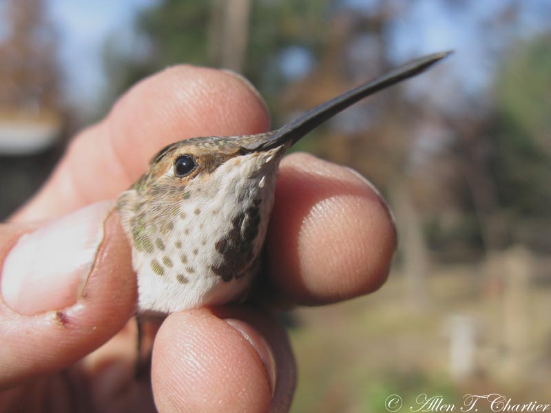 Michigan Hummingbird Guy Three December Hummingbirds in Michigan