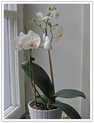 Status på orkidé
