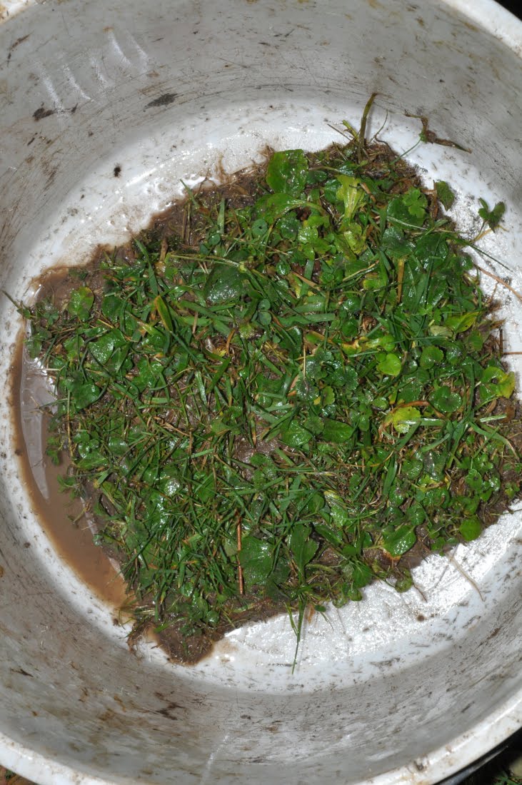 Wuermer Im Garten - Gartengestaltung Idee