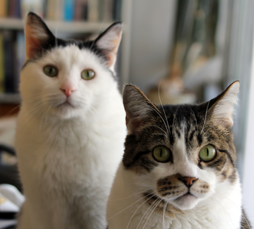 поставь кошечки. ласковый котенок. поставь кошечки. поставь лайк котик. прикольные коты фото.