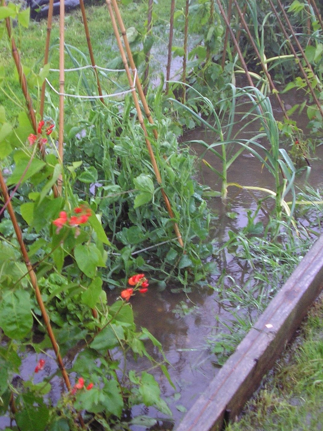 Grow your own vegetables sustainably using organic principles then