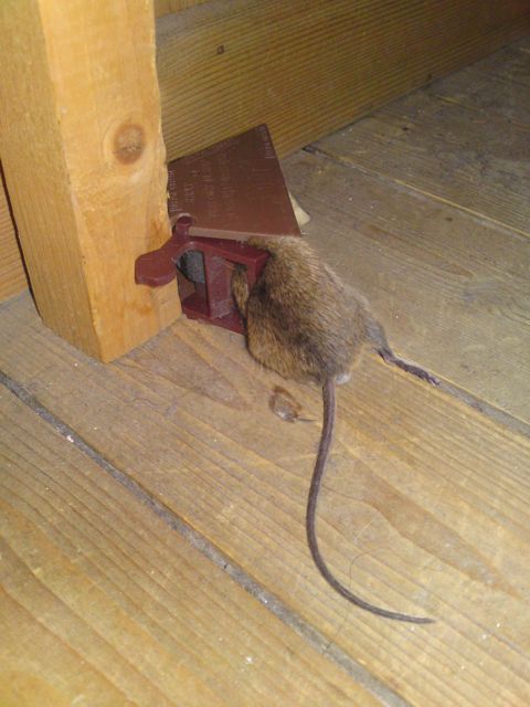 død mus i veggen song