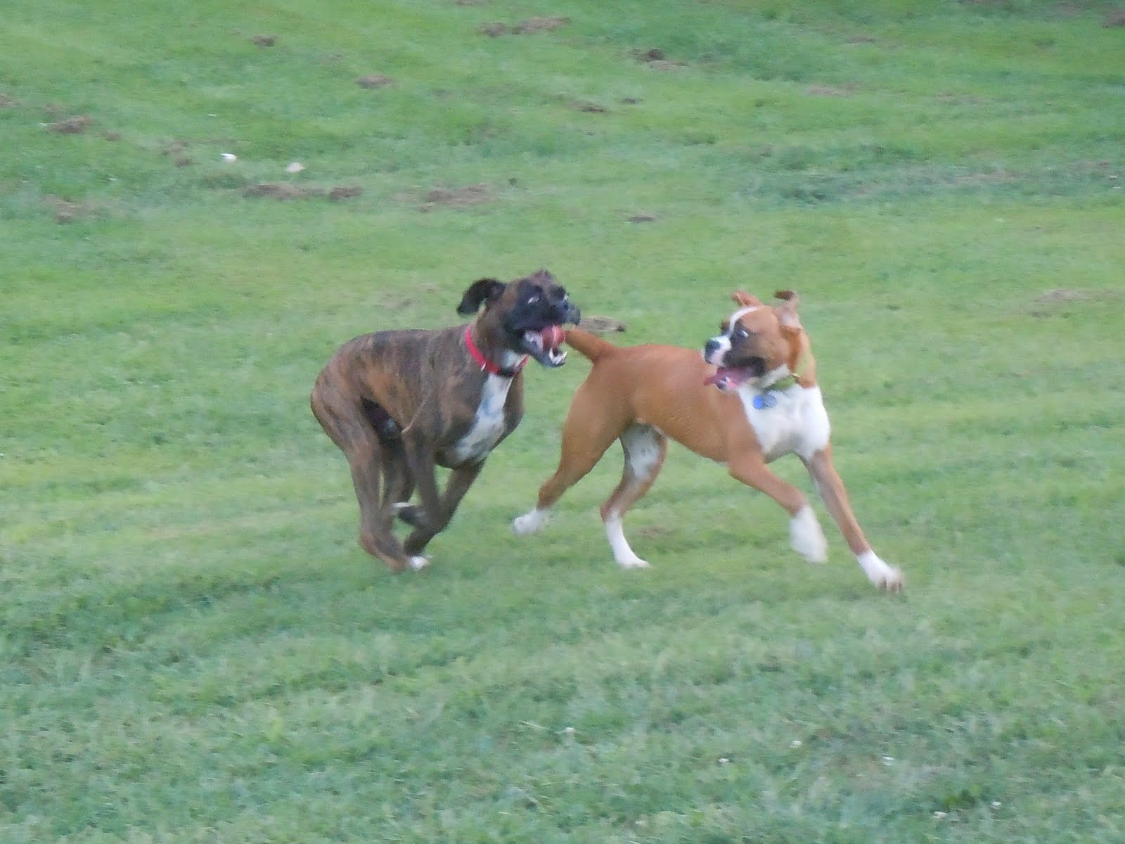 Lucy, Duke & Their Humans 2 Boxers, 1 Fenced Yard, Tons of Fun!