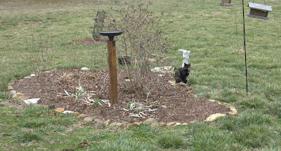 Growing The Home Garden: Rededicating the Bird Bath Garden