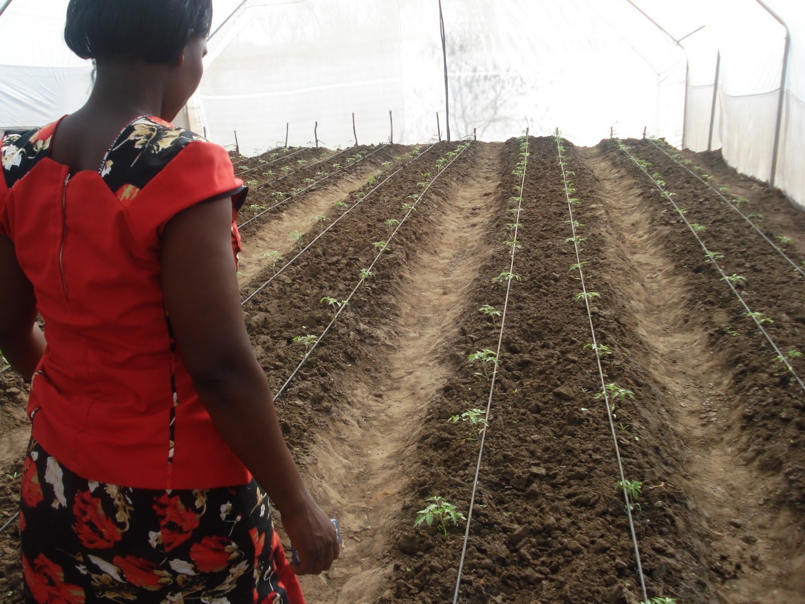 Ndandini Village Kenya Tomato Plants Are Growing/Visitors at Ndandini!