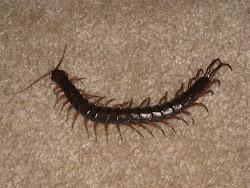 hawaiian centipede hawaii lindsay jarrod
