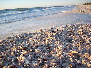 Mountains of wicked cool shells!