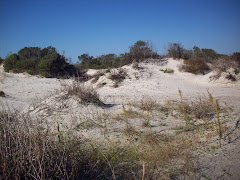 East Beach Dunes