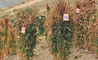 cultivo de kiwicha en el peru