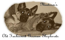 Mintern's German Shepherds