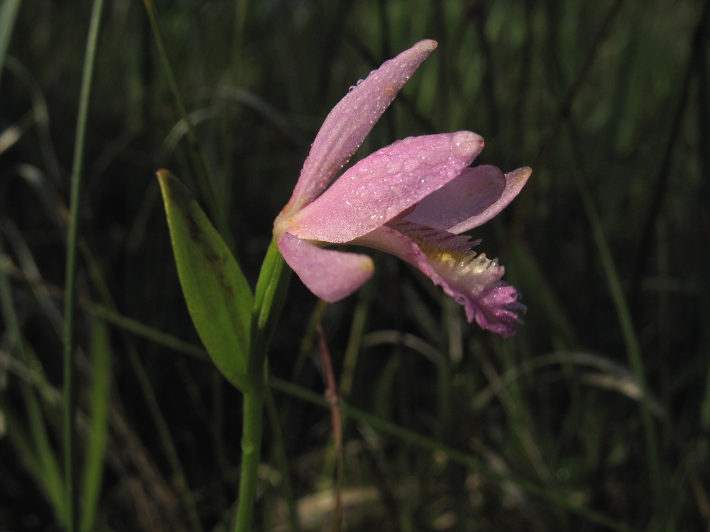 [Pogonia+ophioglossoides+-+1.jpg]