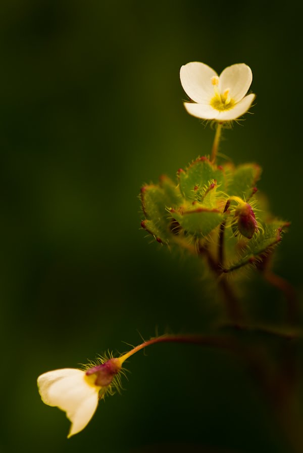 10919090.jpg (600×896)