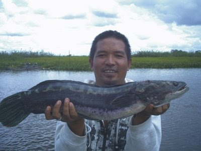 Ikan+Toman.jpg