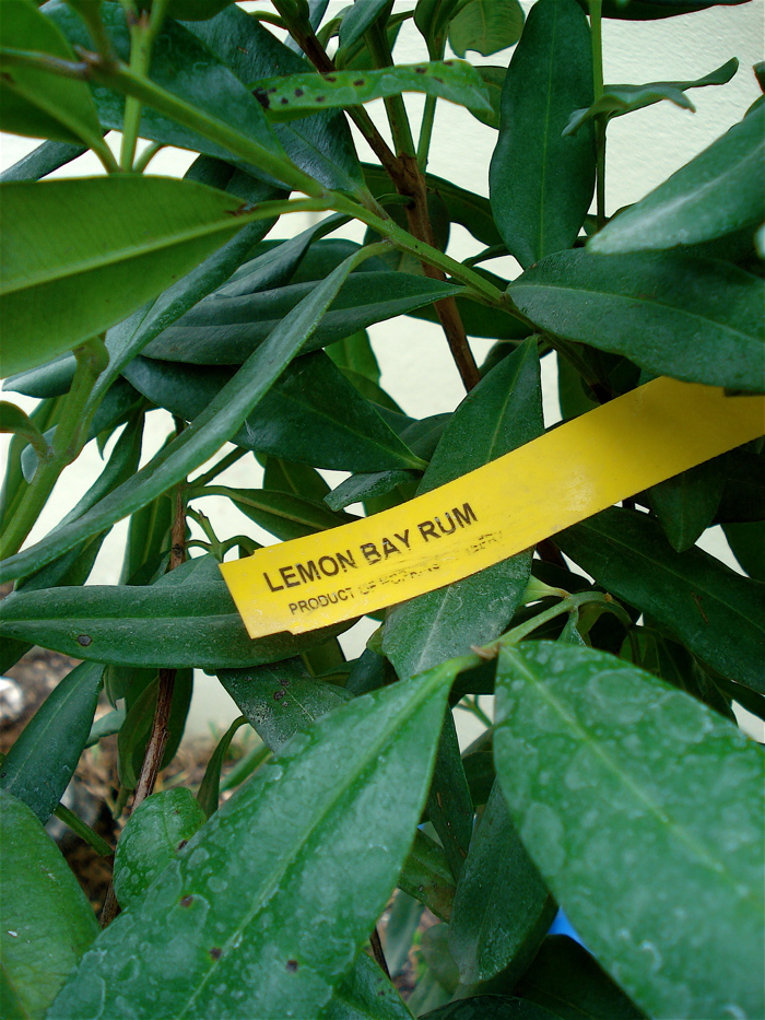 RedRoots Local Goodness Bay Rum Makes the Old Spice Guy