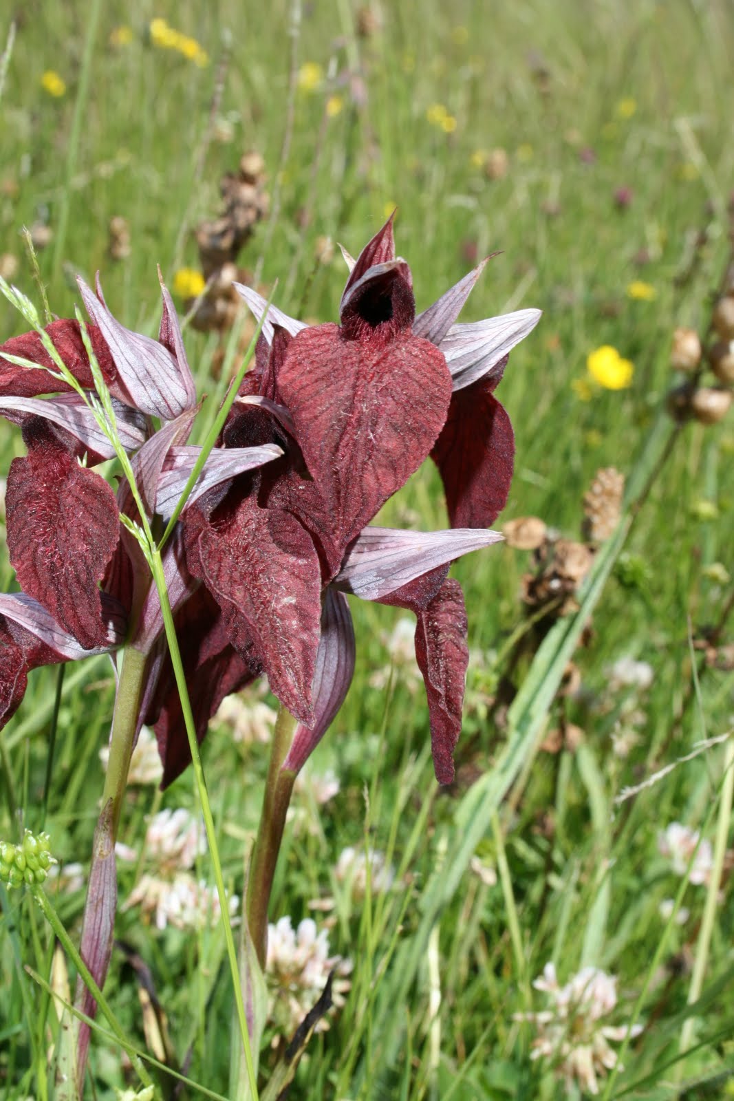 Saída de Campo: Flora Ameaçada do PN Serra da Estrela