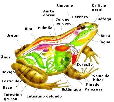 Biologia e a vida dos Anfíbios