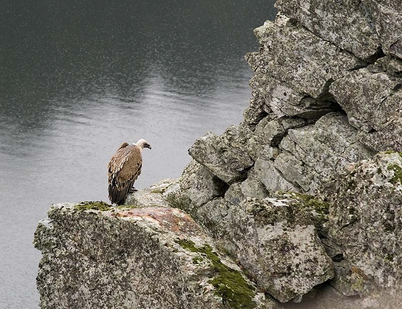 [Parque+Nacional+MonfragÃ¼e_Buitre.jpg]