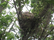 Two Toed Sloth: We saw this sloth in a tree on the side of the road. img 