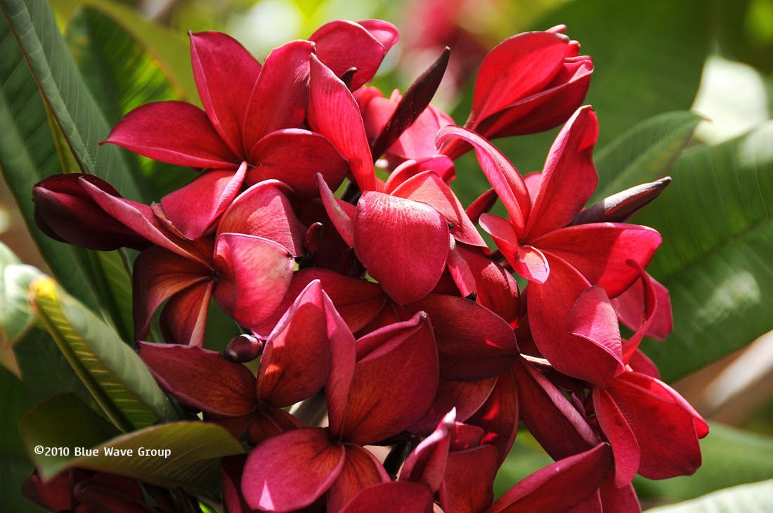 Blue Wave Pix Red Plumeria