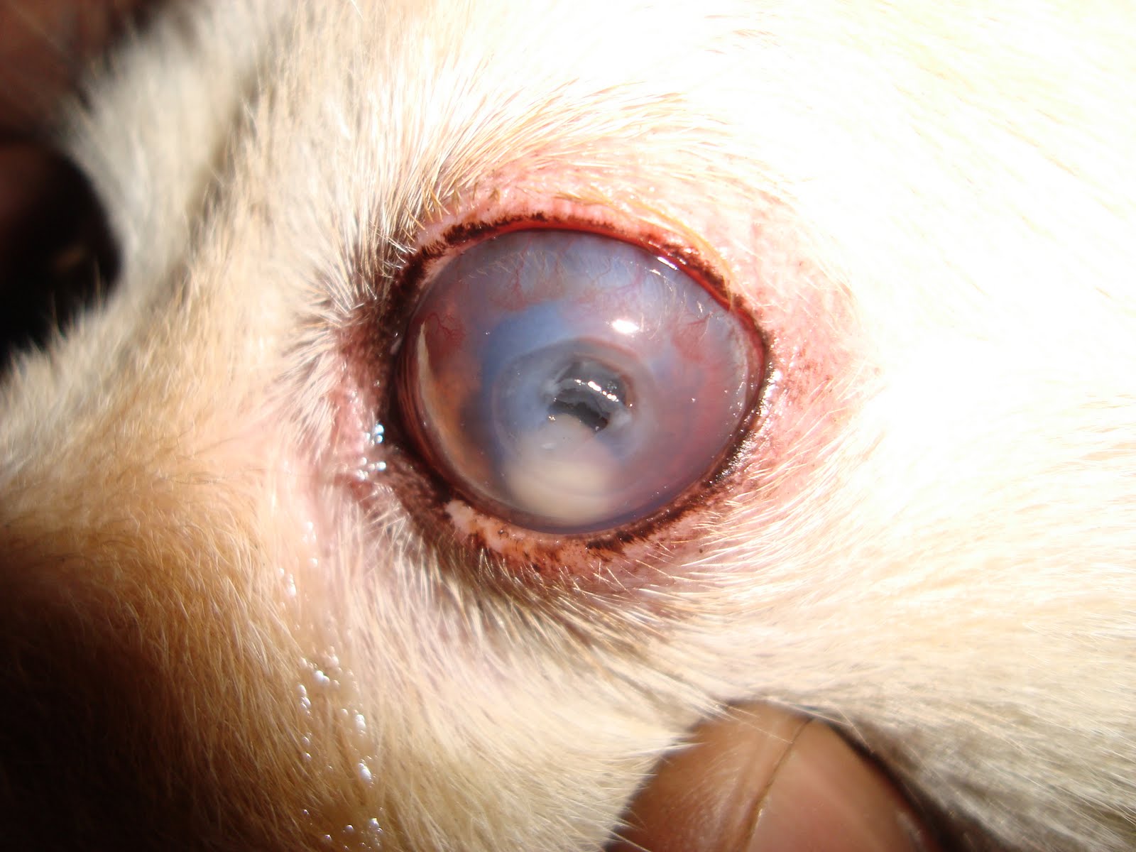 geetasharmavet: April 2010