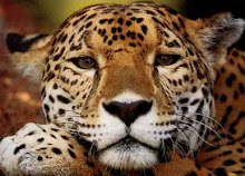 Hermano Jaguar