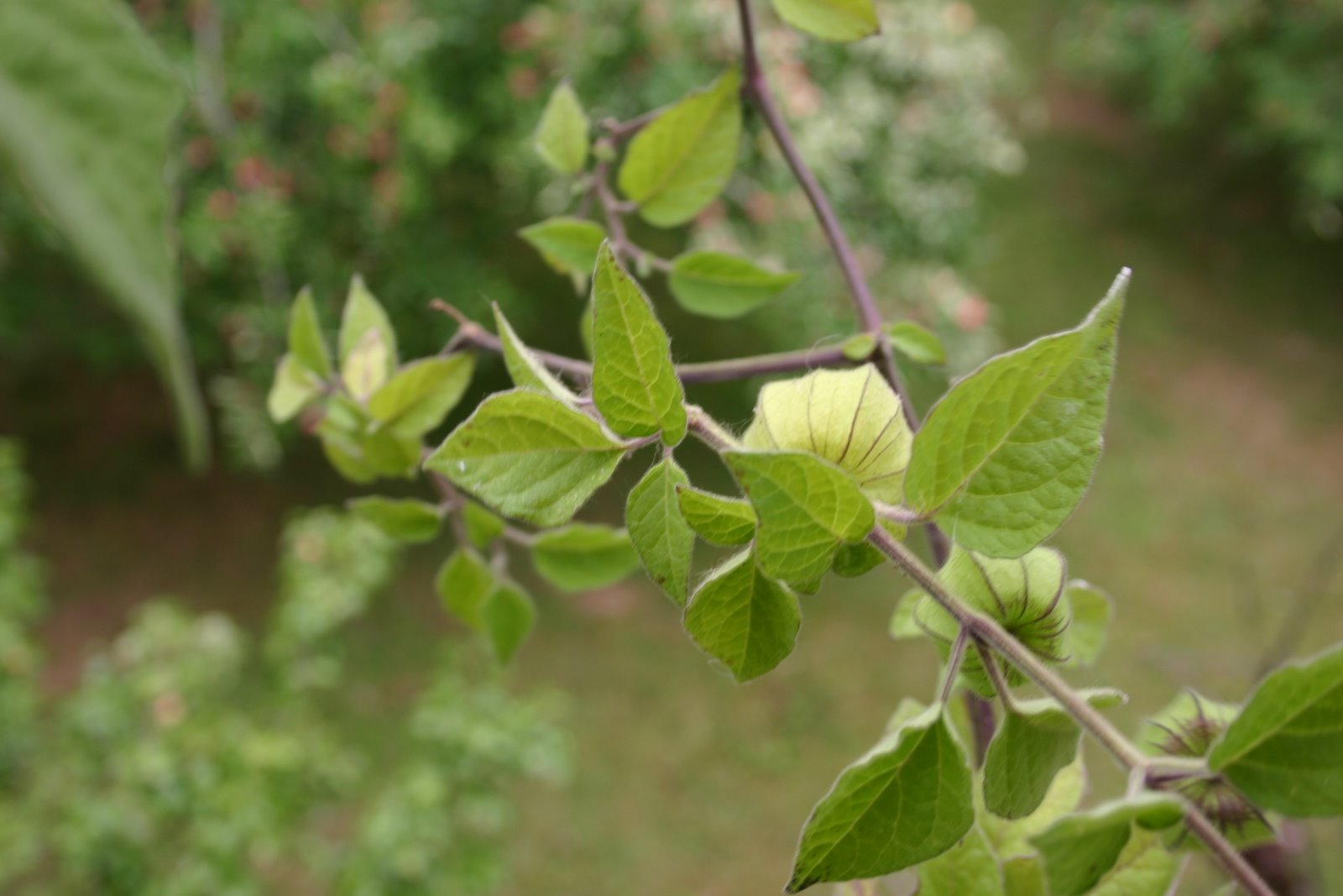 [CoimbraJun-09+214.jpg]