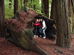 OUR TRIP TO THE GIANT REDWOODS-Jan 9, 2010