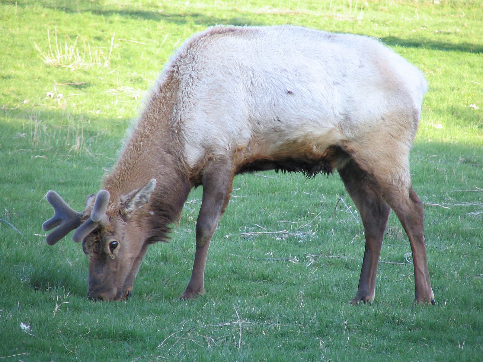 Nature Knitter Terrestrial Animals of Minnesota