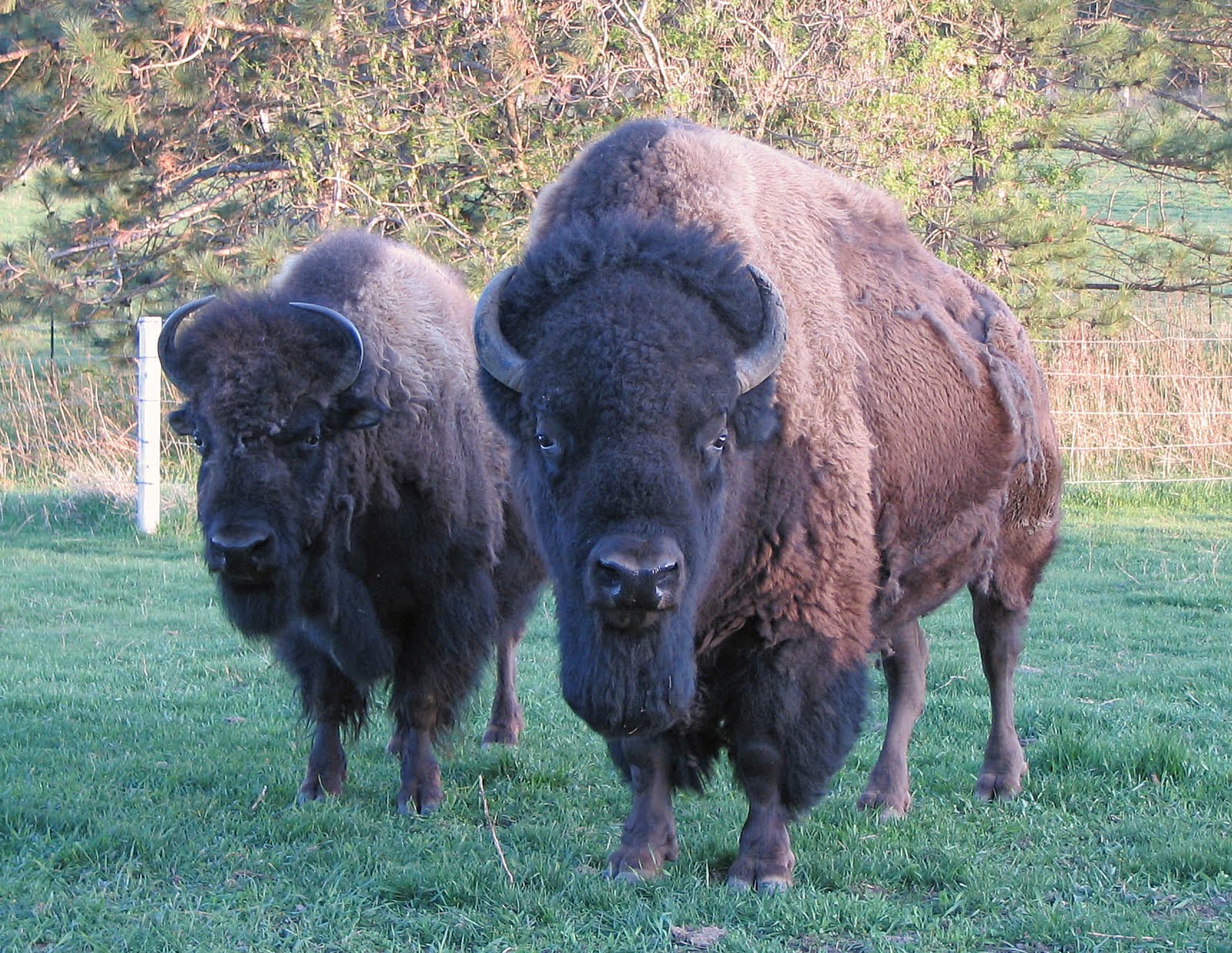 Nature Knitter Terrestrial Animals of Minnesota