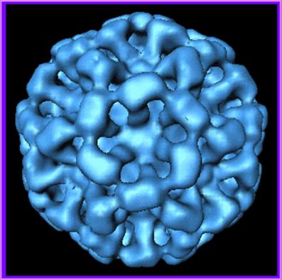 [Norovirus.jpg]