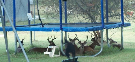 [deers-trampoline-001.jpg]