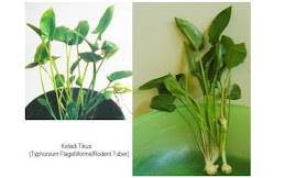 TUMBUHAN KELADI TIKUS