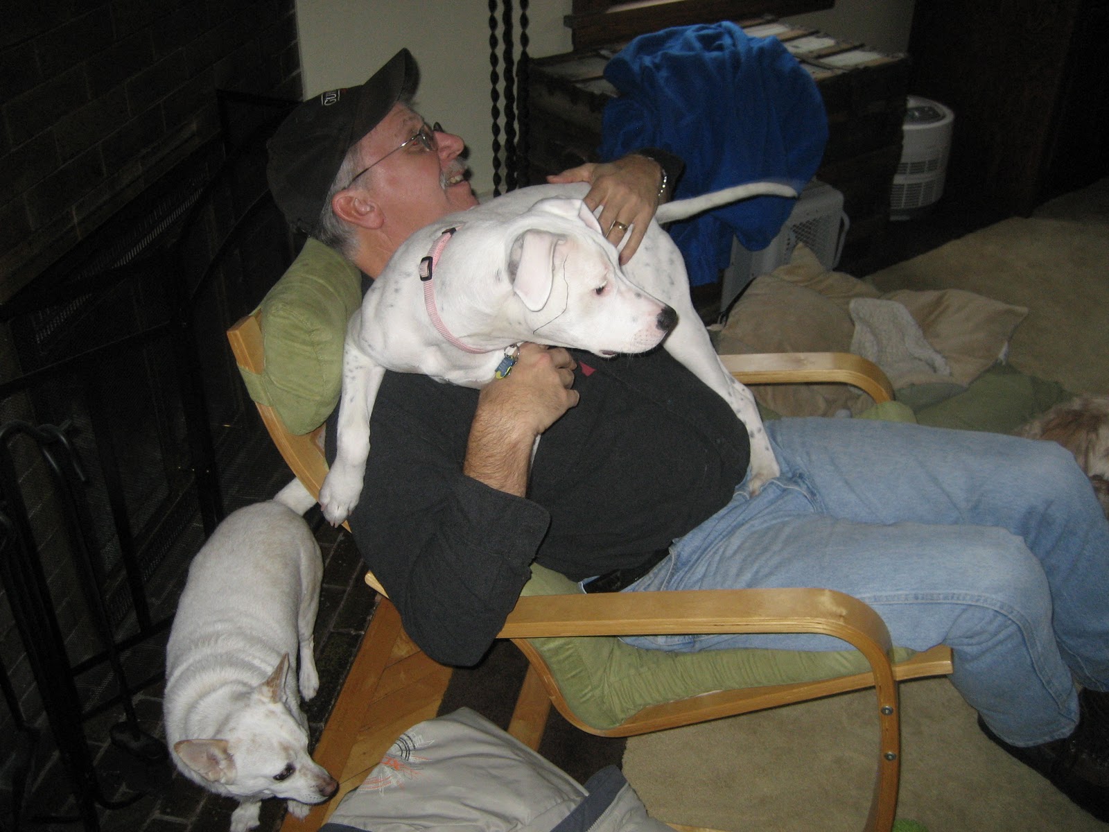 Deaf Dogs and Benevolent Gnomes Jungle Gym For Dogs