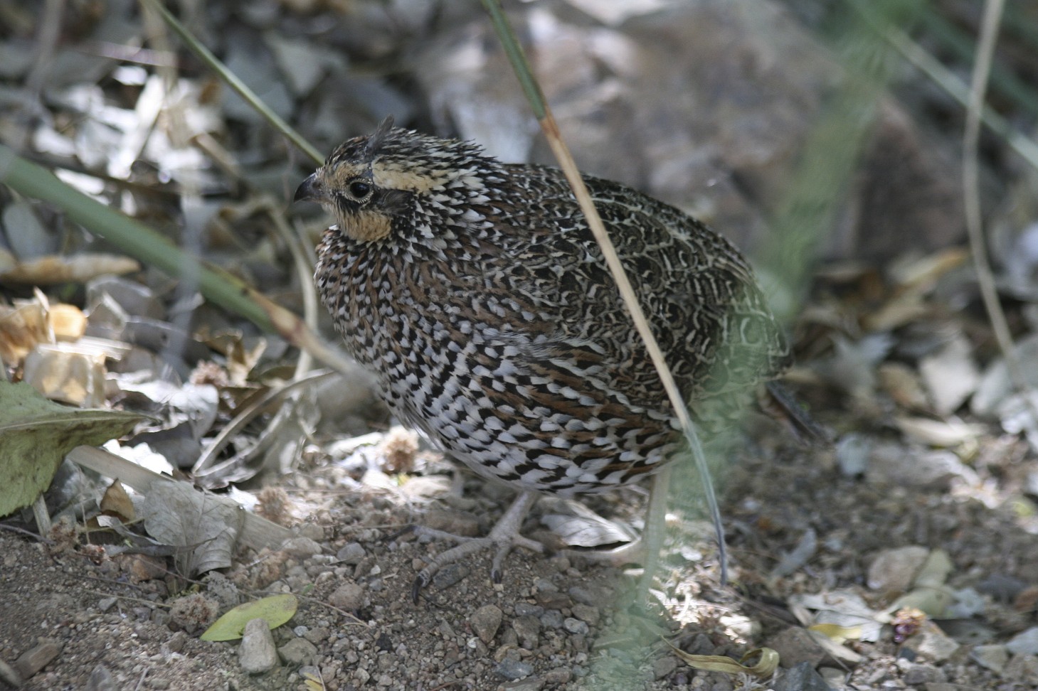 Sonoran Connection: Masked Bobwhite Quails