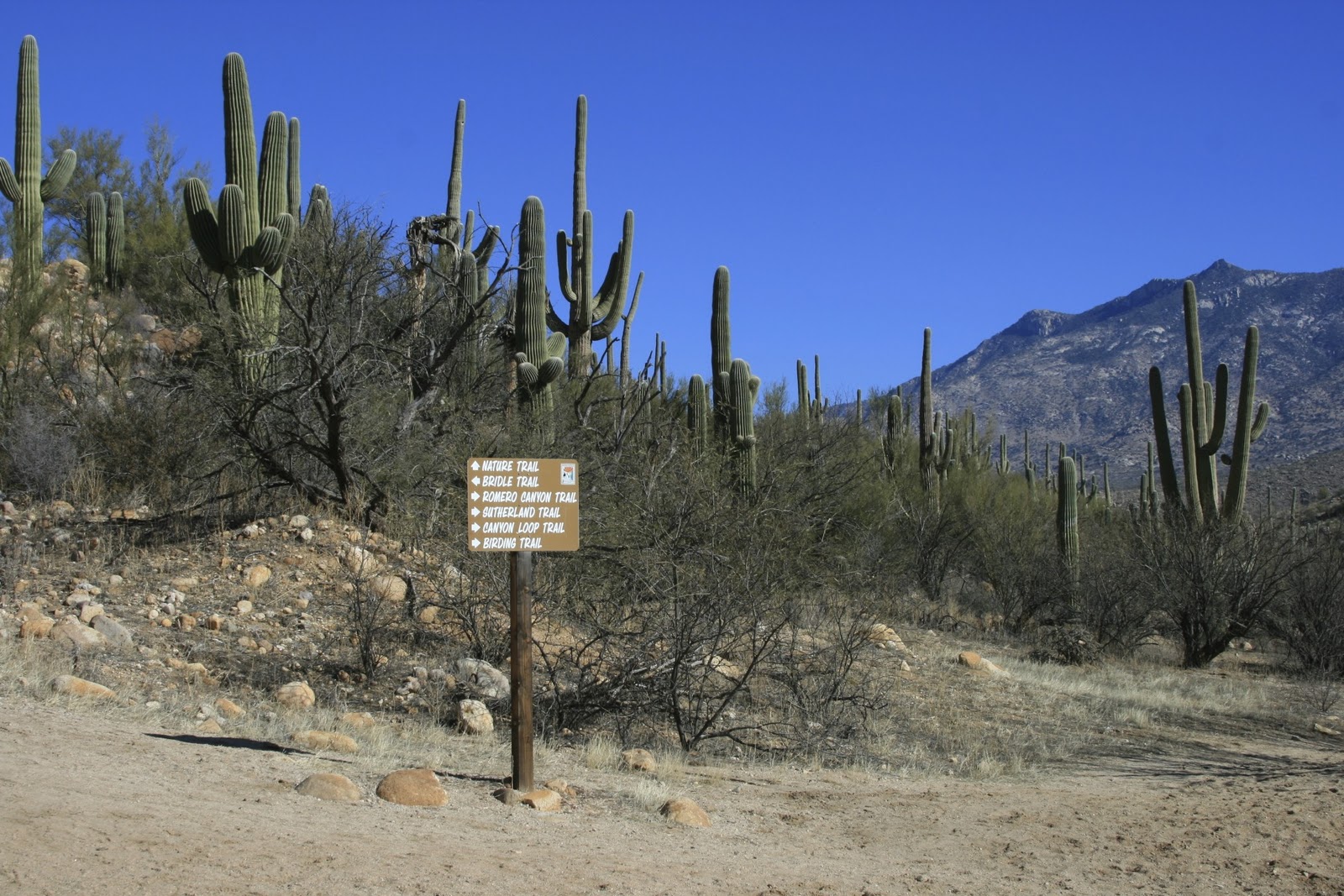 Sonoran Connection Catalina State Park Tucson Arizona