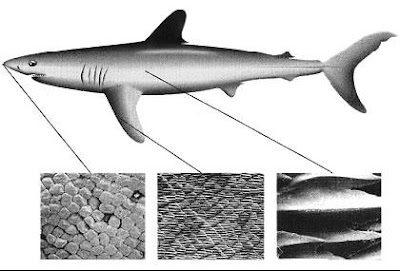figura6.JPG