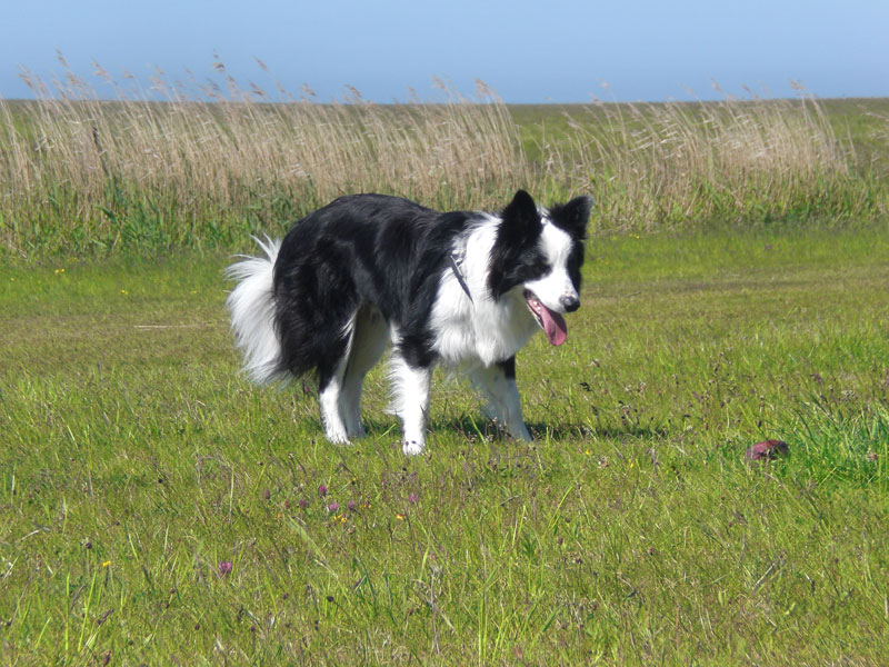 Last Minute Hotel St Peter Ording Last Minute Hotel St Peter Ording