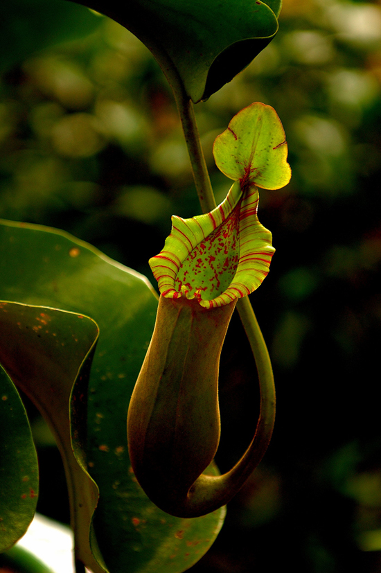 [pitcher+plants3.JPG]