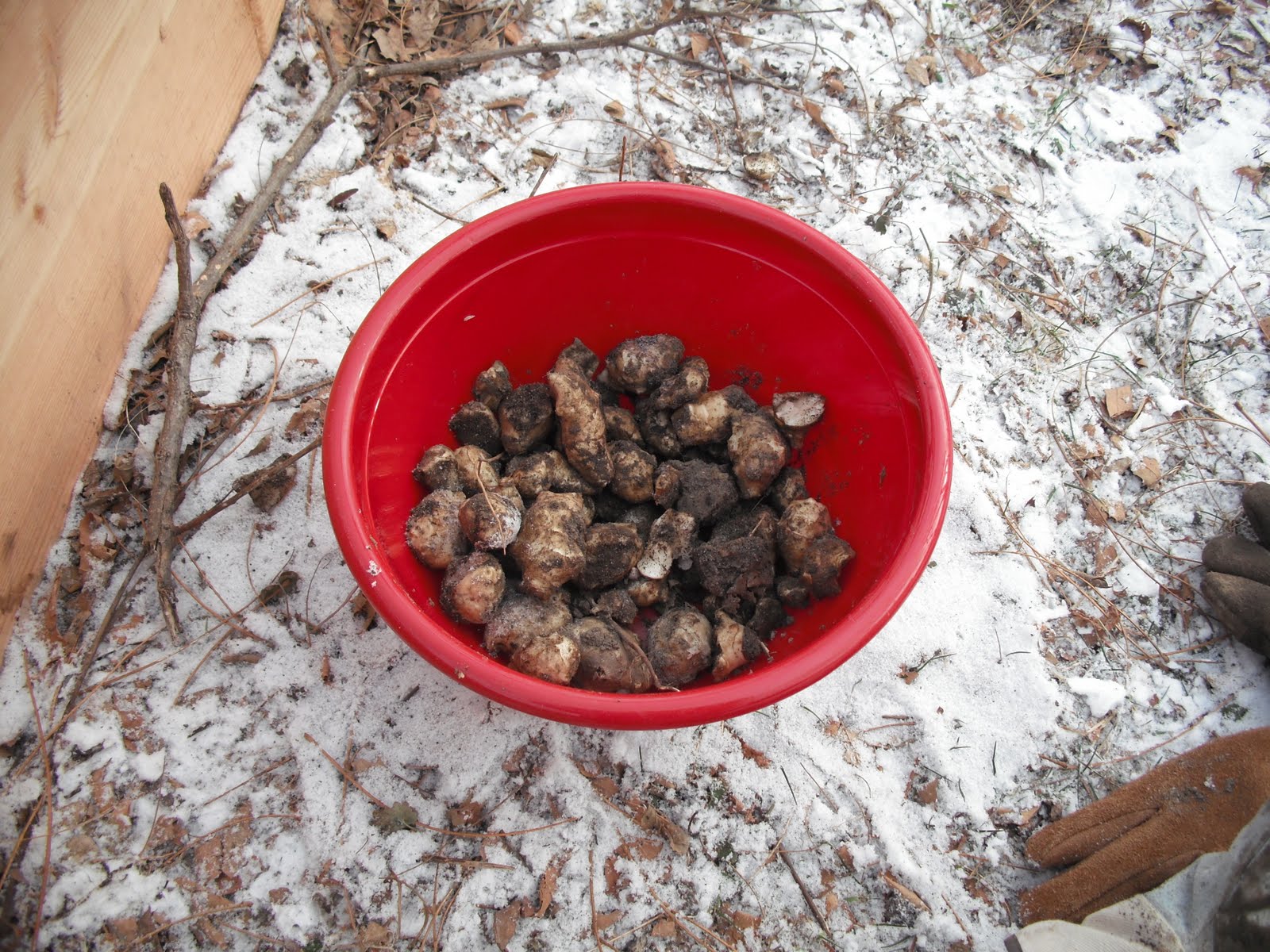 The Perennial Agriculturalist more jerusalem artichoke storage