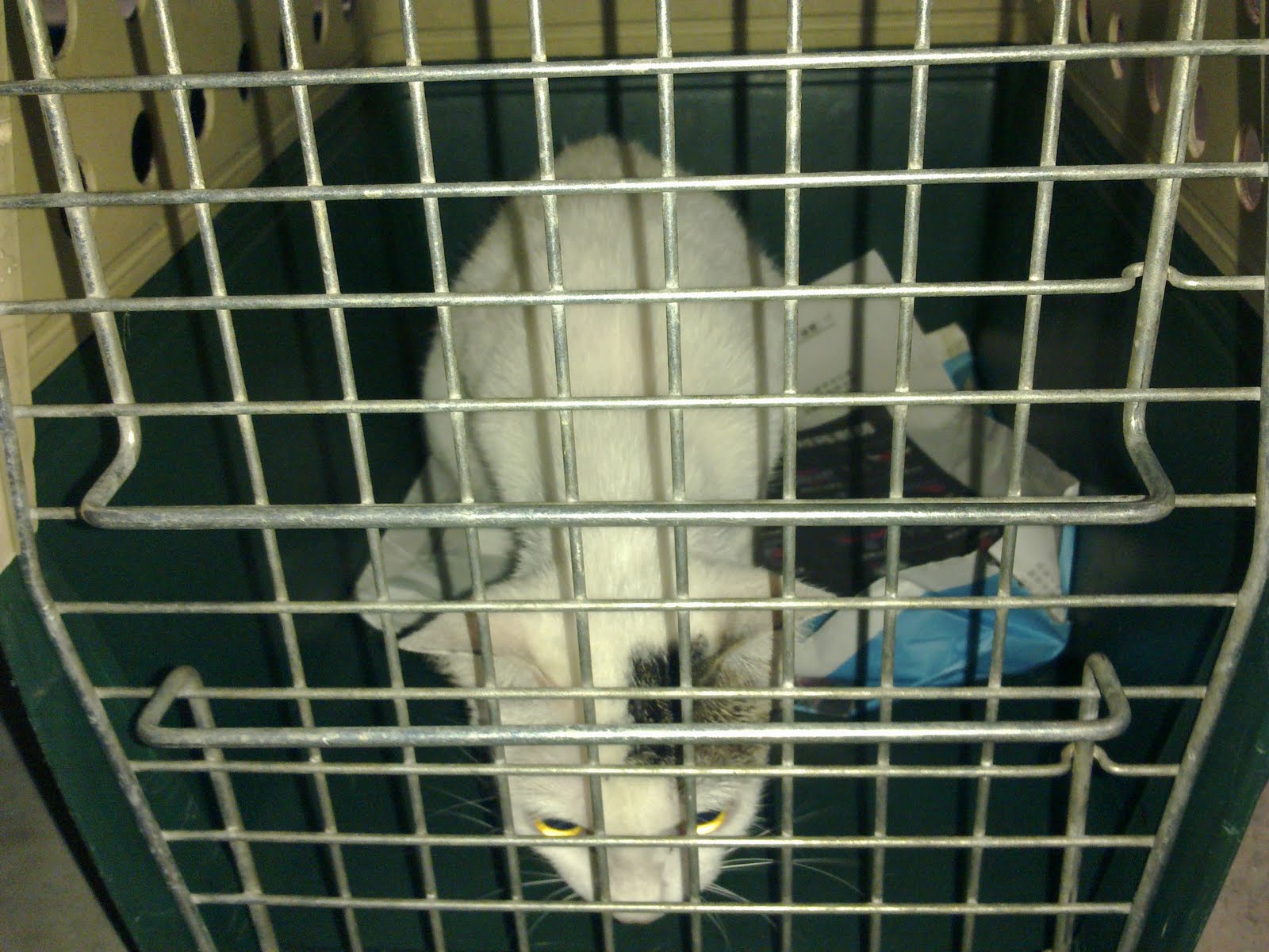 Love kuching project @luvkuching.com Love kuching project @luvkuching.com