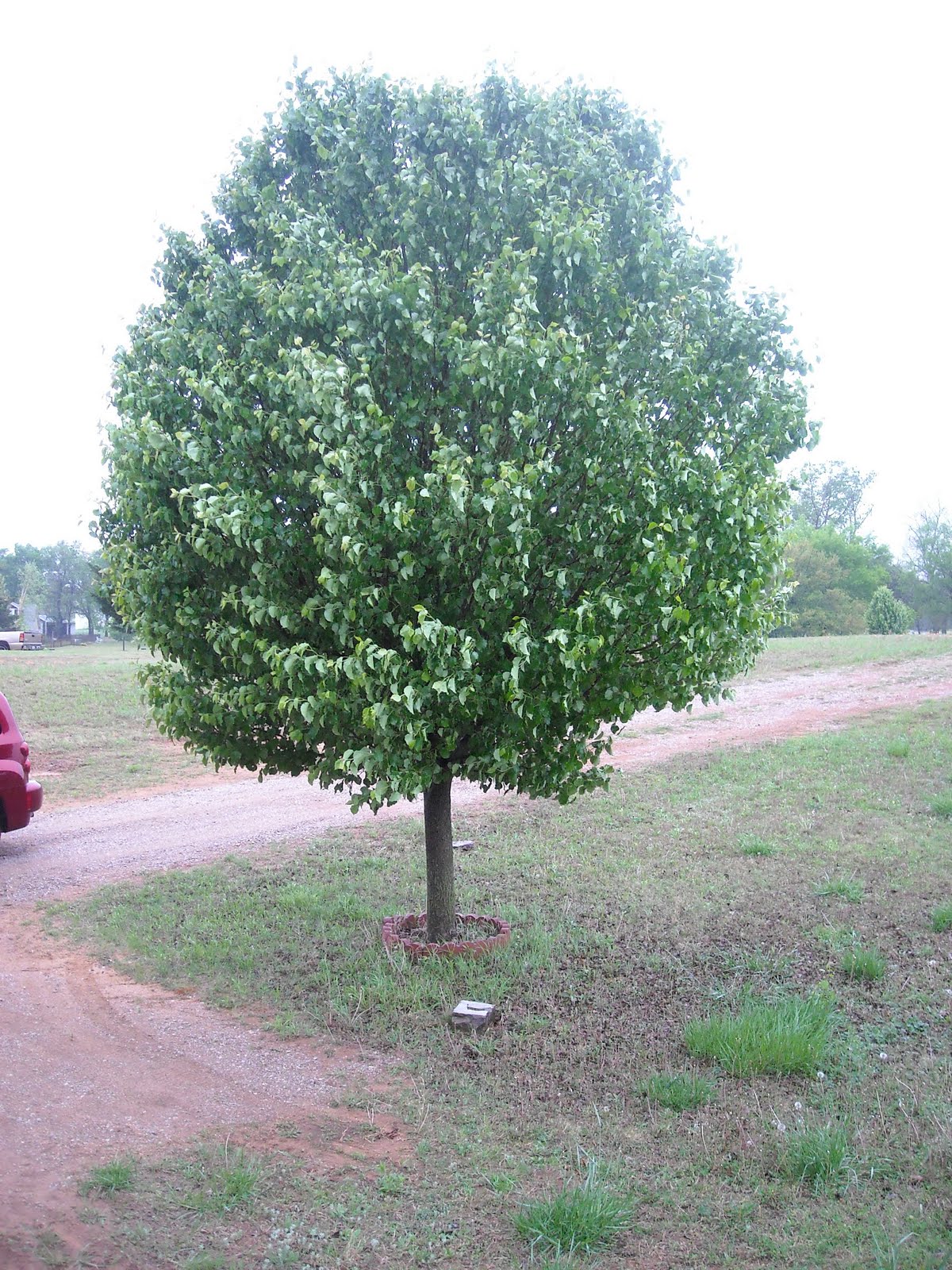 Front Yard: Best Trees For Front Yard