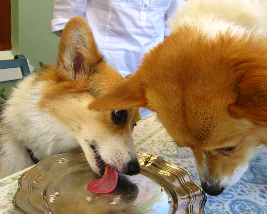 [Corgi+party.jpg]