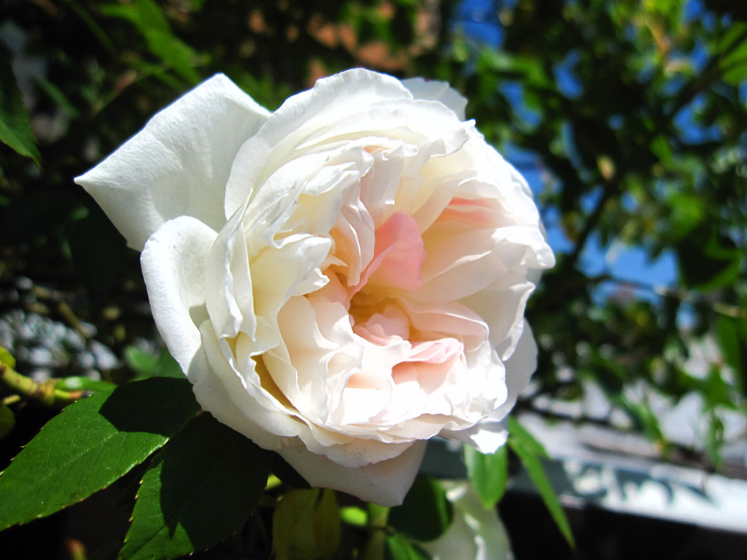 Глория Клайминг Роза Плетистая Фото И Описание – Telegraph