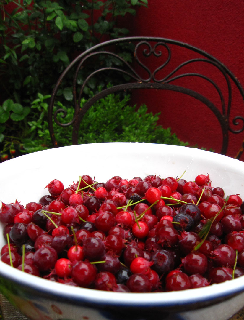 66 Square Feet (Plus) June berries? Meet Calvados.