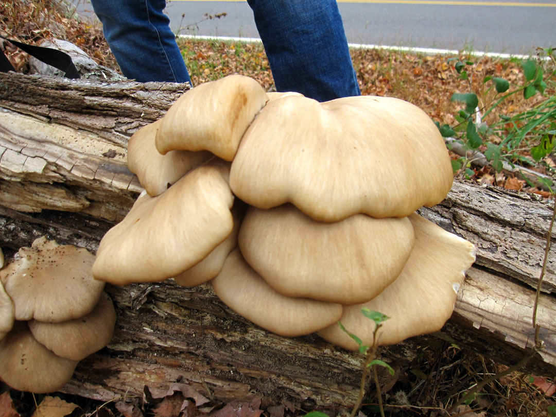 66 Square Feet (Plus) Oyster mushrooms