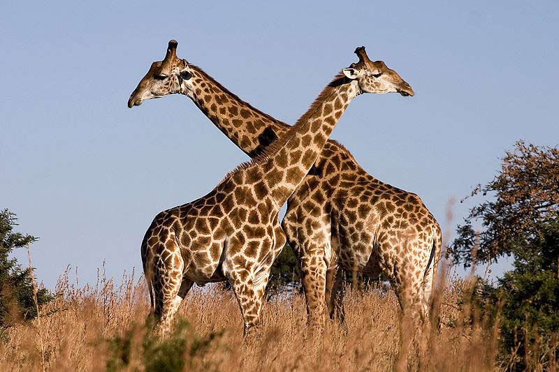 One Way Two Directions The World s Tallest Land Mammal One Way Two Directions The World s Tallest Land Mammal