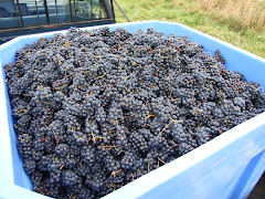 Bennet Hill Wine Grapes
