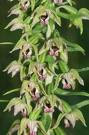 Epipactis